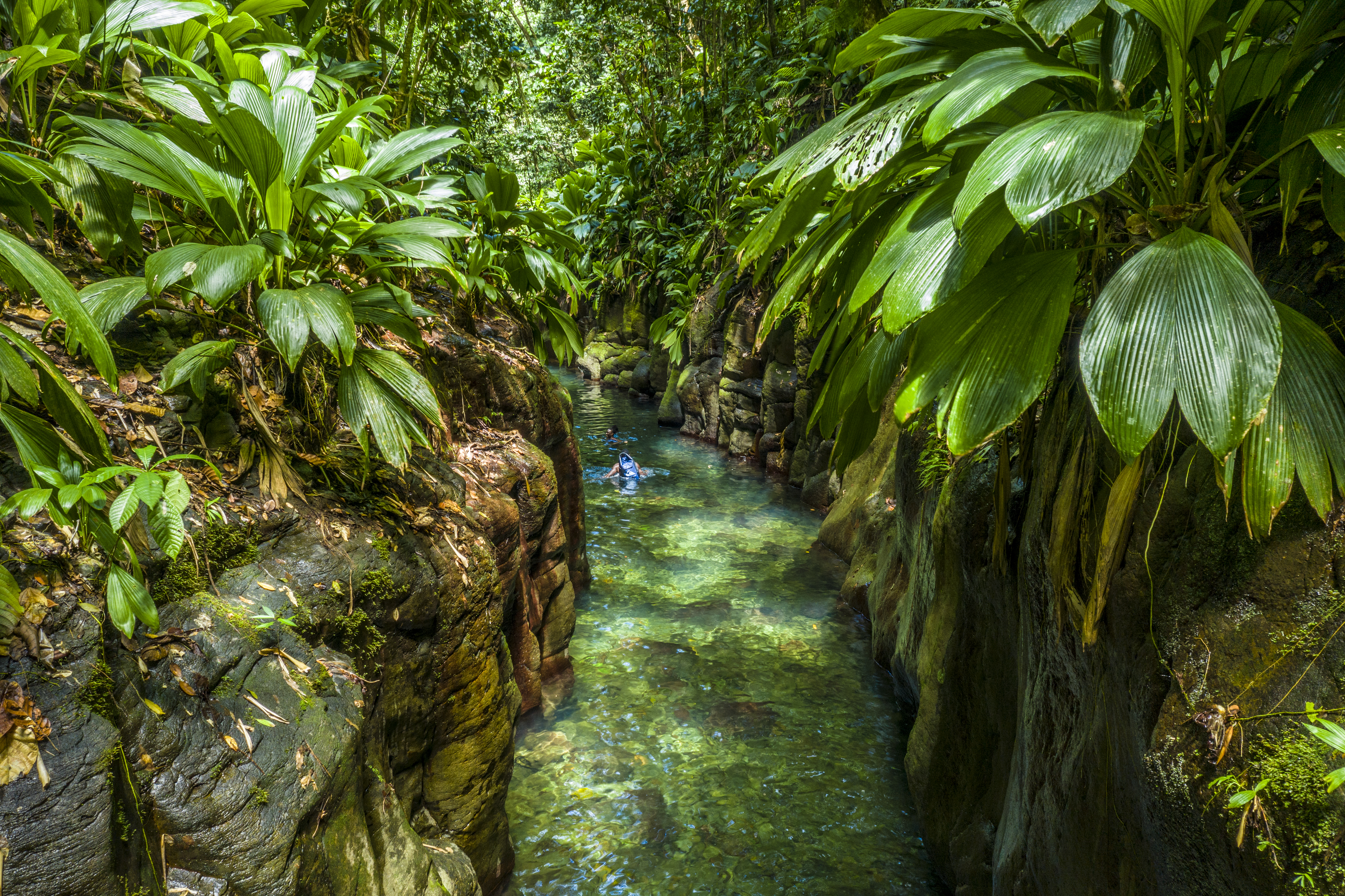 Canyon Moustique