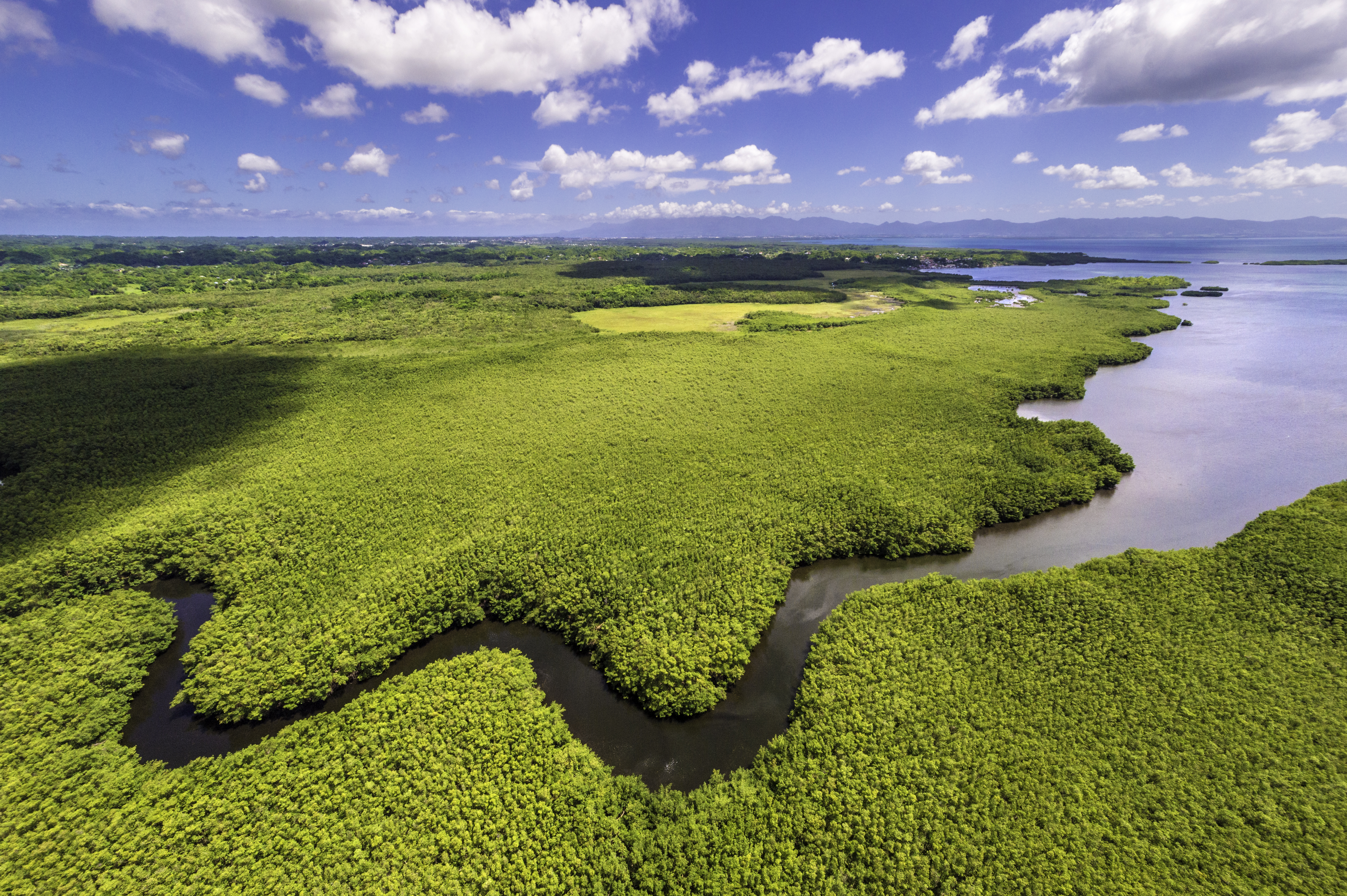 Mangrove